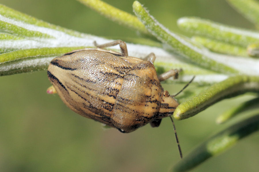 Scutelleridae: Odontotarsus purpureolineatus